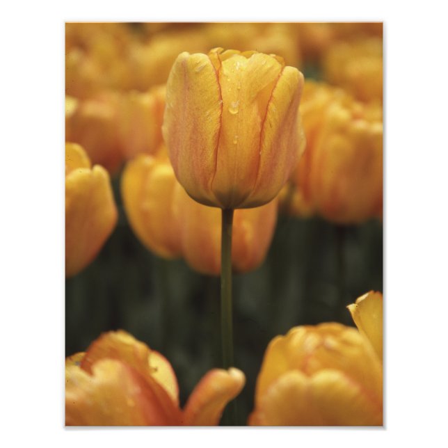 Impressão de Fotografia de Tulip Amarelo (Frente)