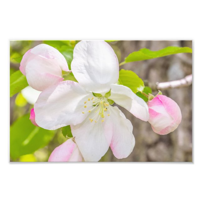 Impressão de Fotografia do Apple Blossom (Frente)