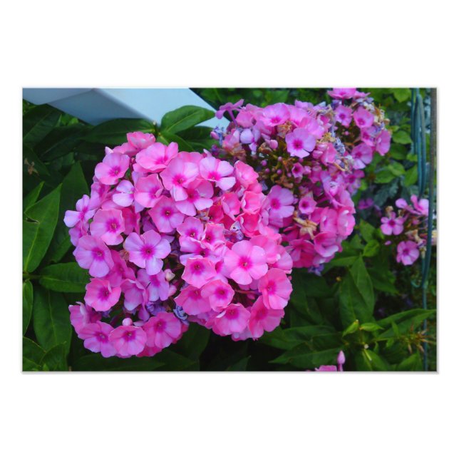 Impressão de Fotografia do Flor do Phlox Rosa (Frente)