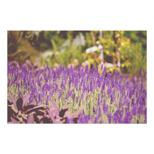 Impressão de Fotografia do Jardim lavanda
