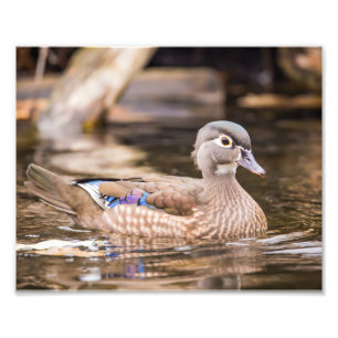 Impressão de fotografia do Pato de Madeira