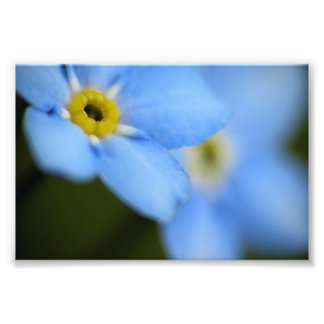 Impressão de Fotografia Esquece-Me-Nots 9