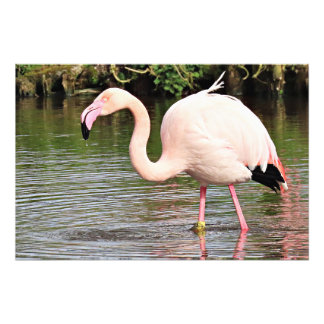 Impressão de Fotografia Grande Flamingo