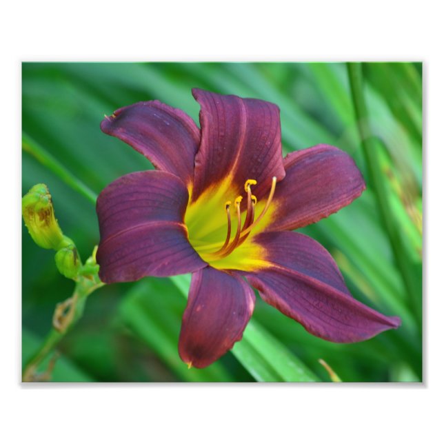 Impressão de Fotografia Purple Daylily (Frente)
