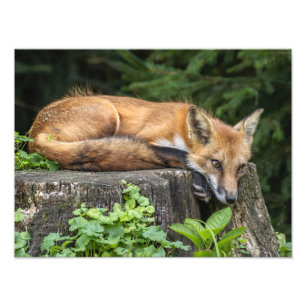 Impressão de Fotografia Red Fox em repouso