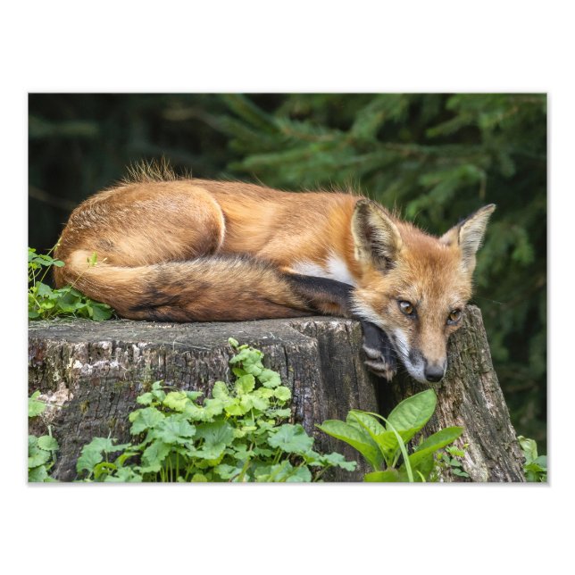 Impressão de Fotografia Red Fox em repouso (Frente)