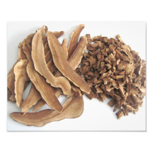 Impressão de Fotografia Reishi Mushroom