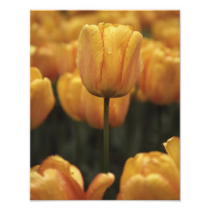 Impressão de Fotografia Yellow Tulip