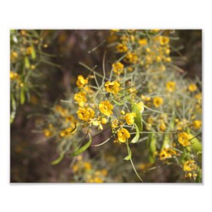 Impressão de Fotografias das Flores Amarelas