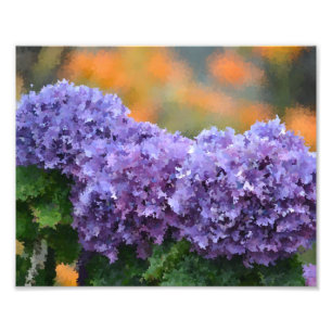 Impressão de Fotografias de Hydrangeas Impression