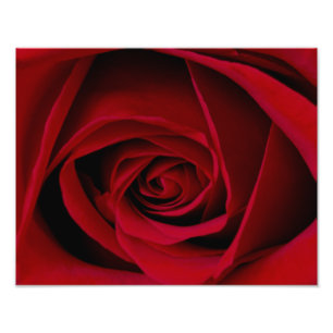 Impressão de Fotografias de Rosa vermelha Elegant
