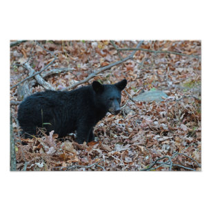 Impressão de Fotografias do Cubo do Urso Preto