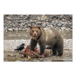 Impressão de Fotografias Grizzly Bear e Raven