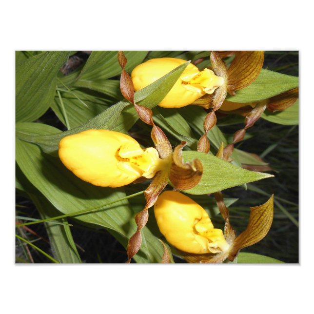 impressão de fotos 12x16 (Frente)