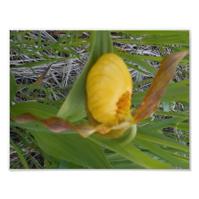 impressão de fotos 8,5x11 (Frente)