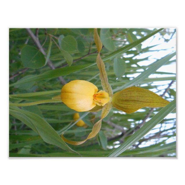 impressão de fotos 8,5x11 (Frente)