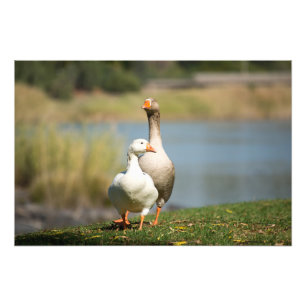 Impressão de Fotos de Alta Qualidade de Geese por