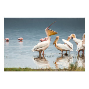 Impressão de Fotos de Alta Qualidade de Pelicanos