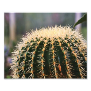 Impressão de Fotos de Cactus