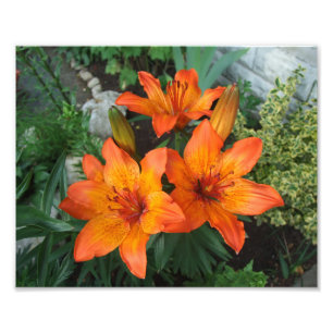 Impressão de Fotos de Flores Bonitas