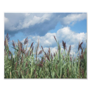 Impressão de Fotos de Sal Water Marsh