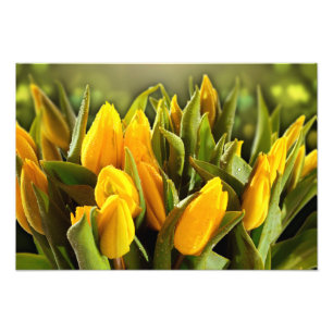 Impressão de Fotos de Tulipas Amarelas