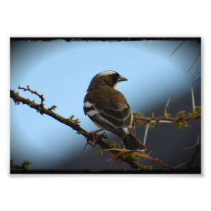 Impressão de Fotos do Sparrow Weaver branco a nav