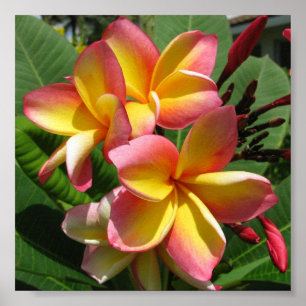 Impressão de Fotos Frangipani, Papel Poster de Va