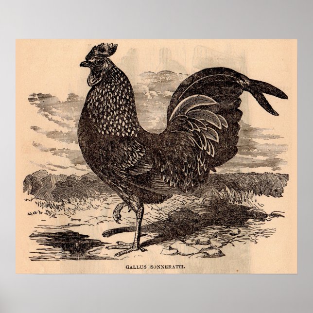 impressão de galo do século XIX (Frente)