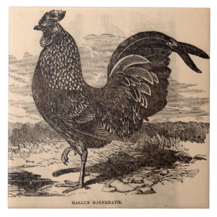 impressão de galo do século XIX