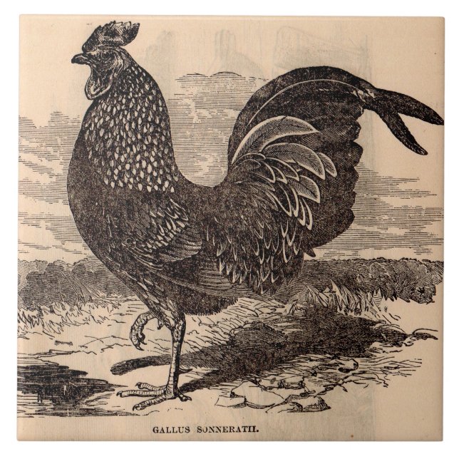 impressão de galo do século XIX (Frente)