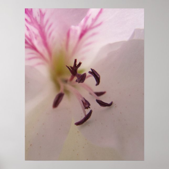 Impressão de Gerânio (Frente)