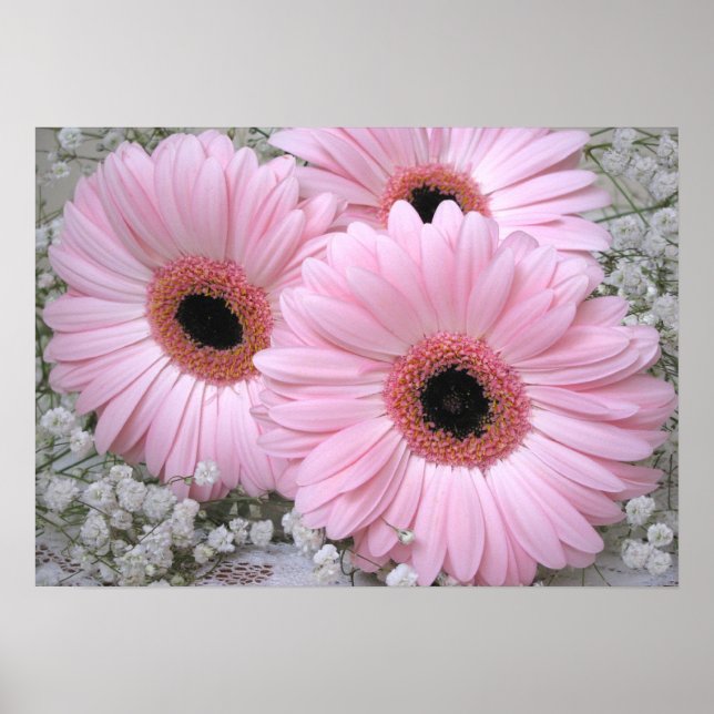 Impressão de Gerberas Rosa (Frente)