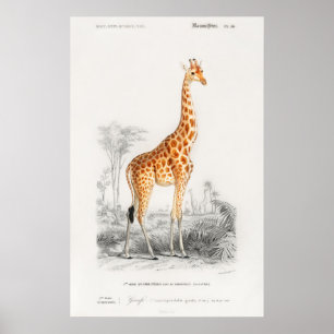 Impressão de girafa