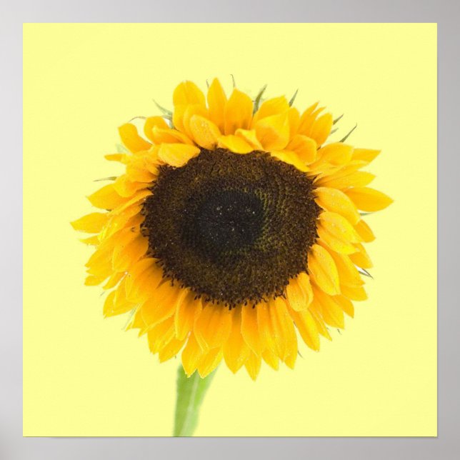 Impressão de girassol (Frente)