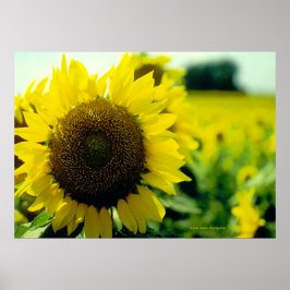 Impressão de girassol