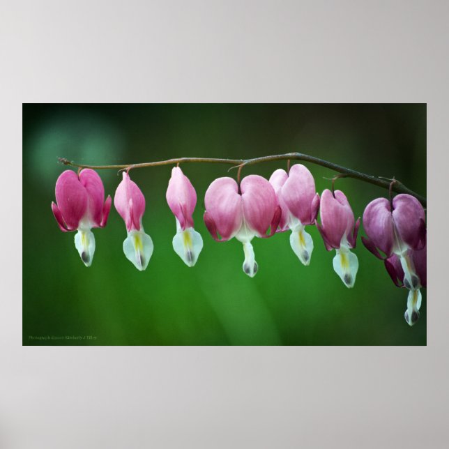 Impressão de Gráficos Rosa (Frente)