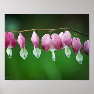 Impressão de Gráficos Rosa