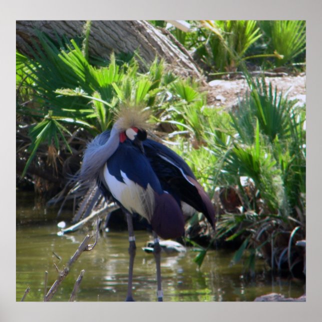 Impressão de guindaste coroado africano (Frente)