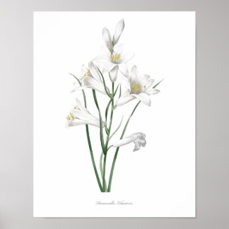 Impressão de Hemerocallis de MAIOR QUALIDADE