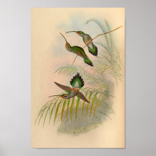Impressão de Hermit Hummingbird 1861