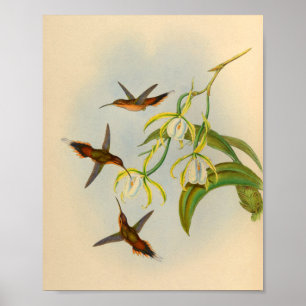 Impressão de Hermit Hummingbird 1861