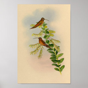Impressão de Hermit Hummingbird 1861