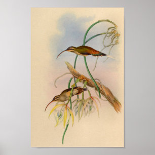Impressão de Hermit Hummingbird 1861