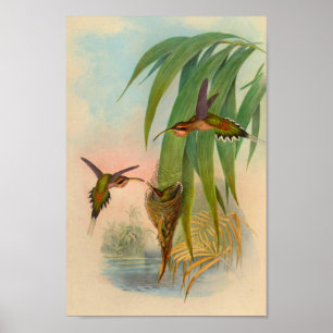 Impressão de Hermit Hummingbird 1861