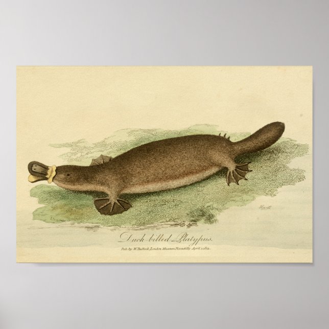Impressão de História Natural de Platypus Bilhado  (Frente)