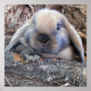 Impressão de Holland Lop