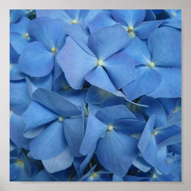 Impressão de Hydrangea azul (Frente)