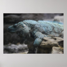 Impressão de Iguana Azul