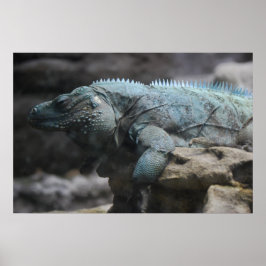 Impressão de Iguana Azul